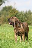 FILA BRASILEIRO 200